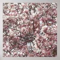 Poster photo de Forever Spring Magnolia