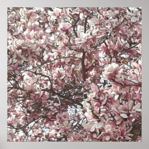 Poster photo de Forever Spring Magnolia