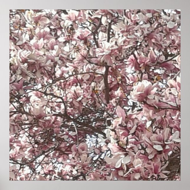 Poster photo de Forever Spring Magnolia (Devant)