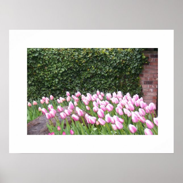 Poster photo de Garden Tulips (Devant)