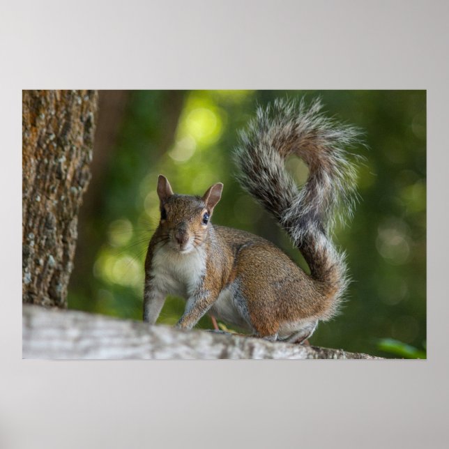 Poster Photo de Grey Squirrel (Devant)