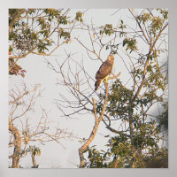 Poster photo de Hawk à épaulettes