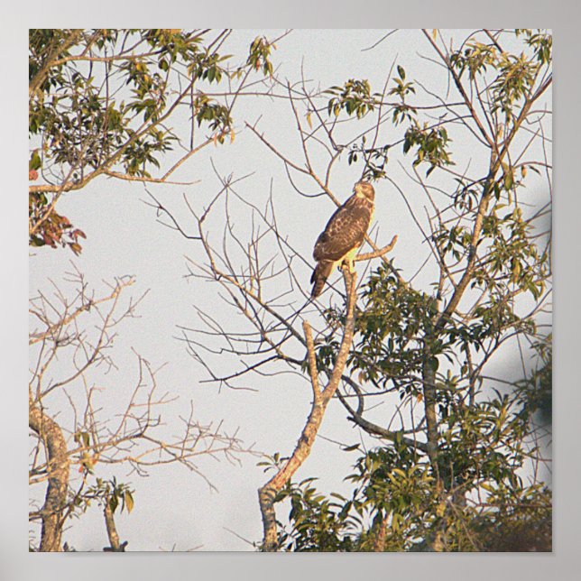 Poster photo de Hawk à épaulettes (Devant)