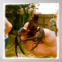 Poster photo de la grande langouste