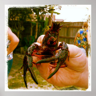 Poster photo de la grande langouste