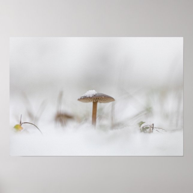 Poster photo de la petite champagne Nature (Devant)