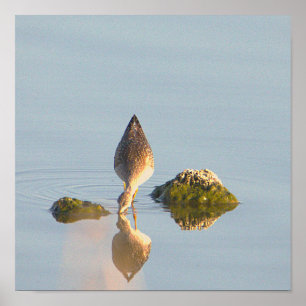 Poster photo de la réflexion Seabird