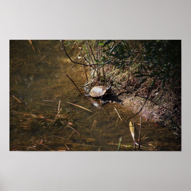 Poster photo de la tortue (Devant)