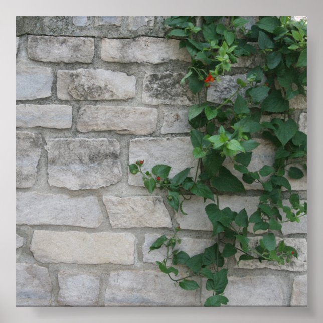 Poster Photo de la vigne de brique blanche (Devant)