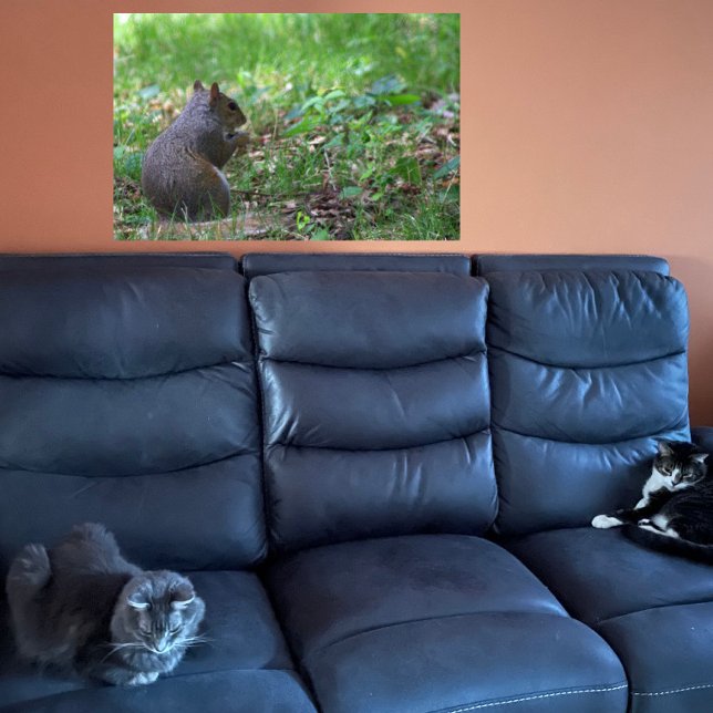 Poster photo de l'écureuil (Créateur téléchargé)