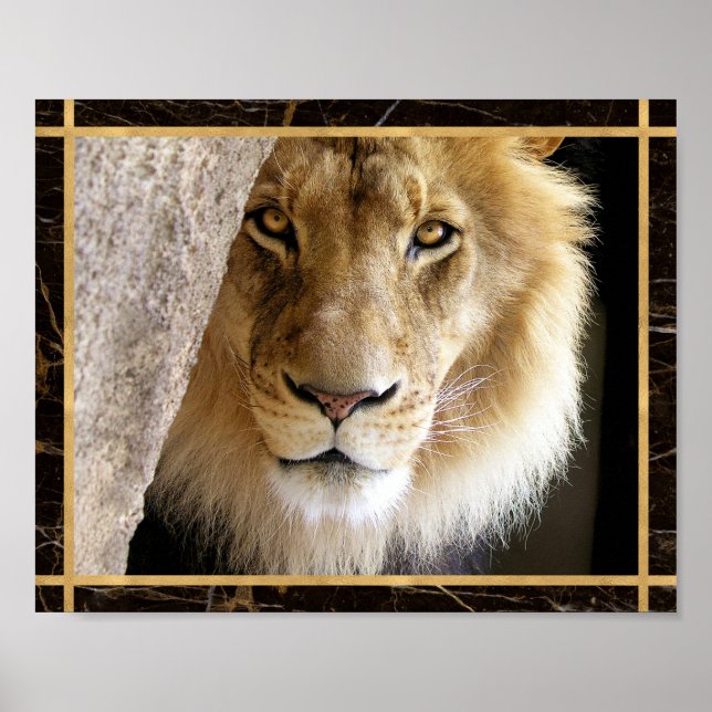Poster photo de Lion Big Cat (Devant)