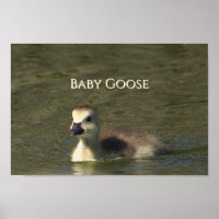 Poster photo de l'Oie-Bébé