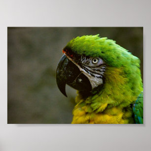 Poster photo de Macaw Parrot