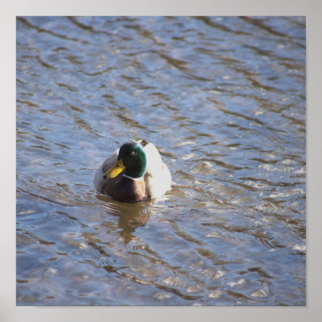 Poster photo de Mallard Duck (Devant)