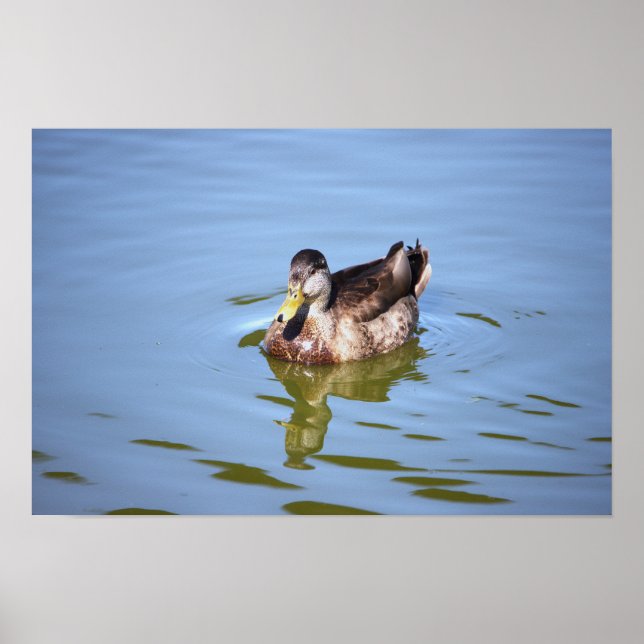 Poster photo de Mallard Duck (Devant)