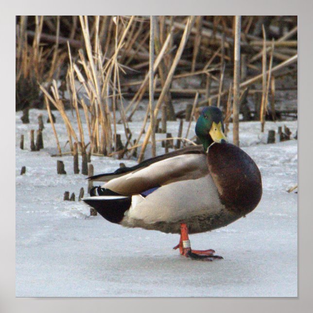Poster photo de Mallard Duck (Devant)