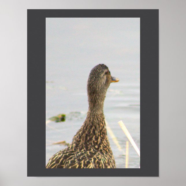 Poster photo de Mallard Duck (Devant)