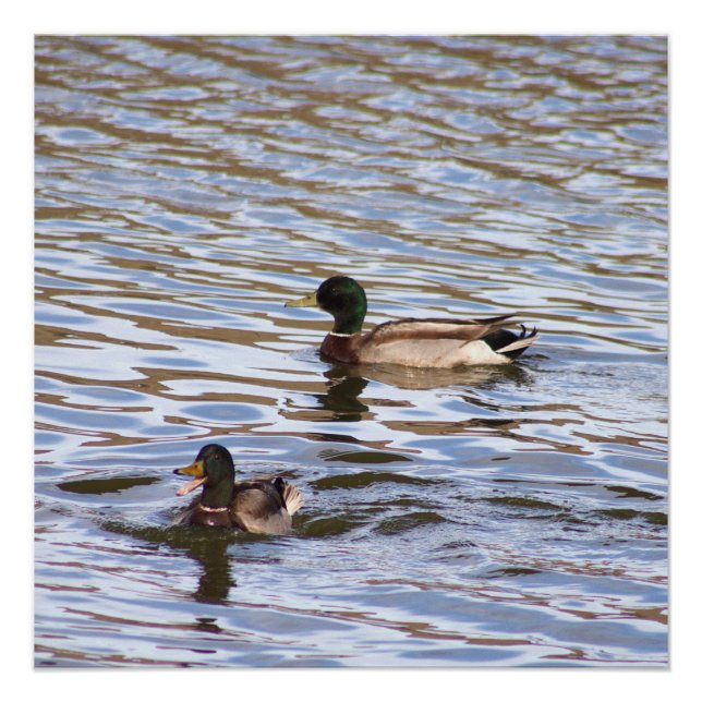 Poster photo de Mallard Ducks (Devant)