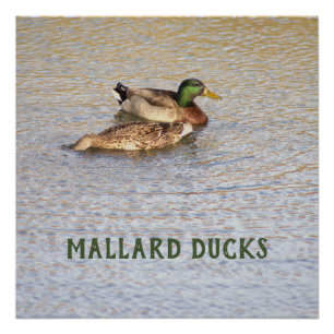 Poster photo de Mallard Ducks