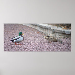 Poster photo de Mallard Ducks