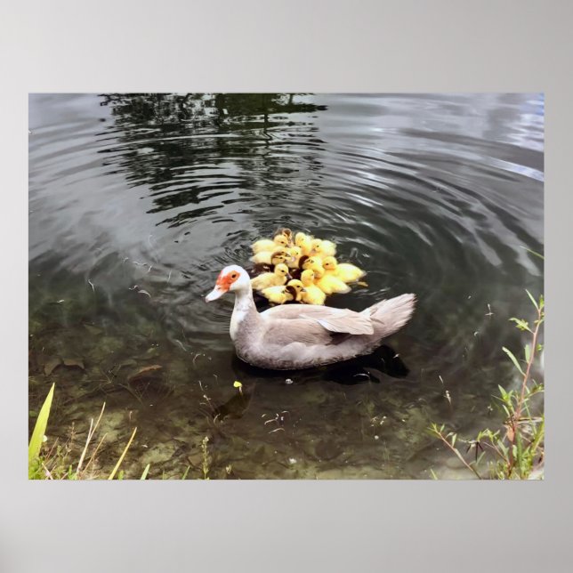 Poster photo de Mommy Duck Ducklings (Devant)