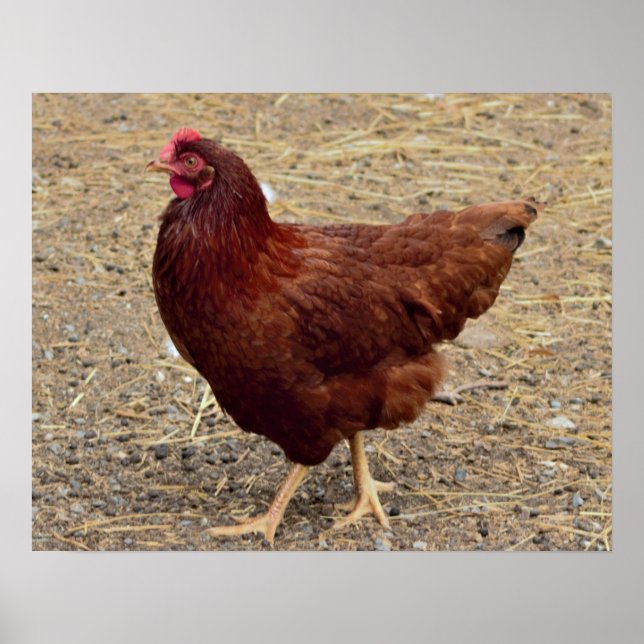 Poster photo de poulet (Devant)