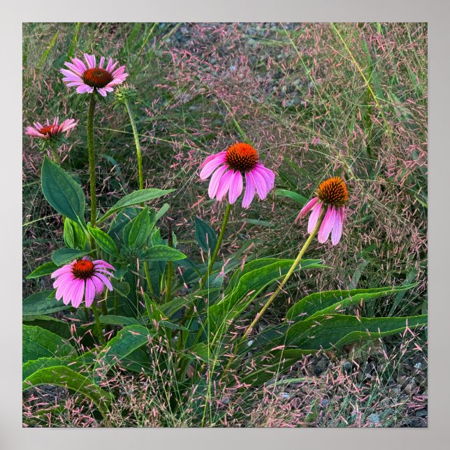 Poster photo de Purple Coneflowers (Devant)