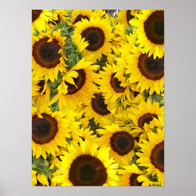Poster photo de tournesol (Devant)