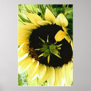 Poster photo de tournesol