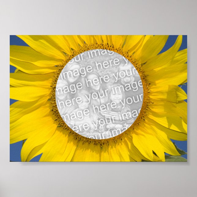 Poster Photo de Tournesol (Devant)
