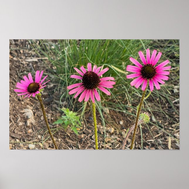 Poster photo de violet confleur (Devant)