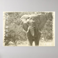 photo d'éléphant animal pop art