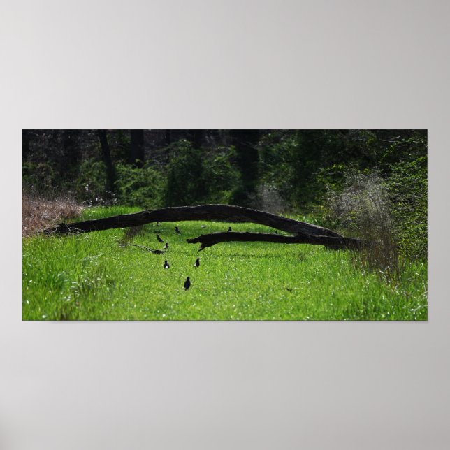 Poster photo des arbres tombés (Devant)