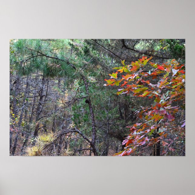 Poster photo des feuilles d'automne (Devant)