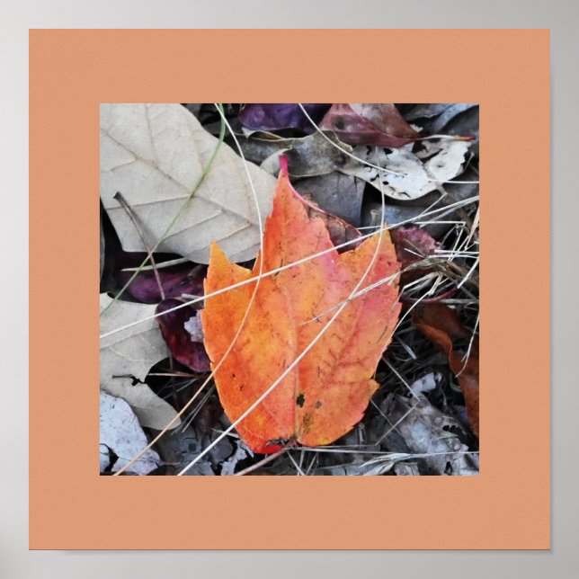 Poster photo des feuilles d'automne (Devant)