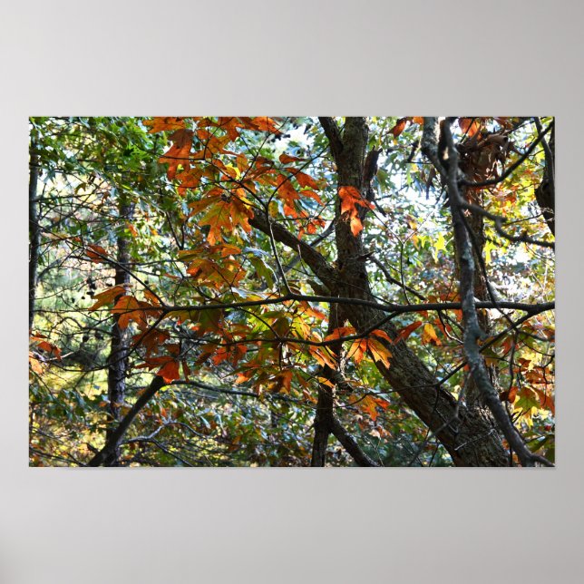 Poster photo des feuilles d'automne (Devant)