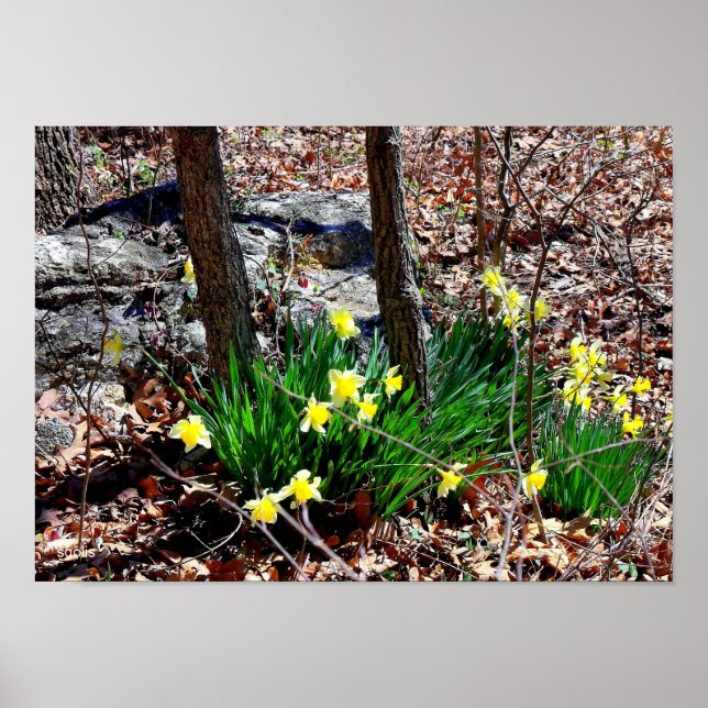 Poster photo des jonquilles de fleurs jaunes dans  (Devant)