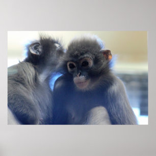 Poster Photo des singes