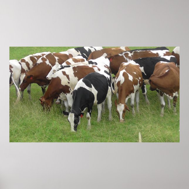 Poster photo des vaches du Midwest Grazing in the  (Devant)