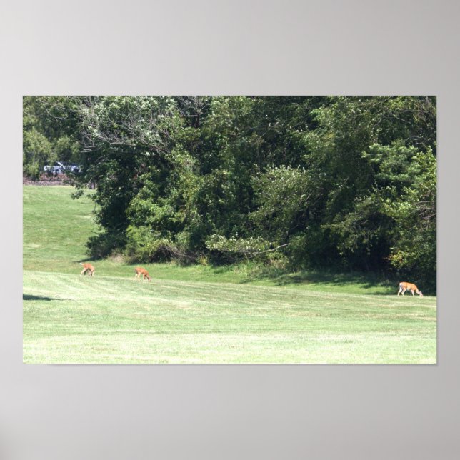 Poster photo du cerf (Devant)
