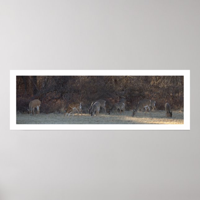 Poster photo du cerf (Devant)