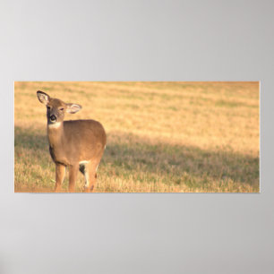 Poster photo du cerf