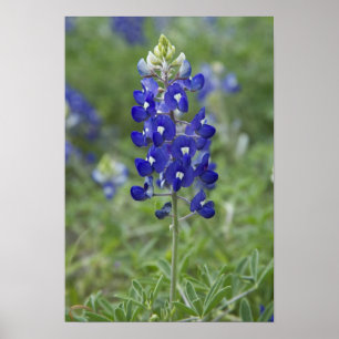 Poster photo du Fleur sauvage du Texas Bluebonnet