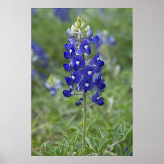 Poster photo du Fleur sauvage du Texas Bluebonnet