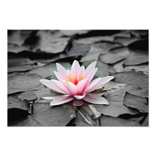 Poster photo du Plante aquatique Water Lily