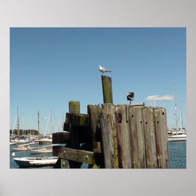 Poster : Photo du vignoble de Martha (Devant)