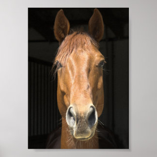 Poster Photo du visage du cheval