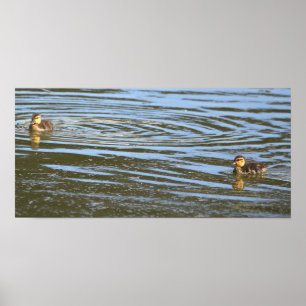 Poster photo Ducklings