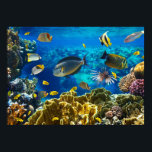 Poster Photo d'un poisson tropical sur une barrière de co<br><div class="desc">Photo d'un poisson tropical sur une barrière de corail © et ® Bigstock® - Tous droits réservés.</div>