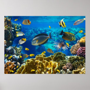 Poster Photo d'un poisson tropical sur une barrière de co